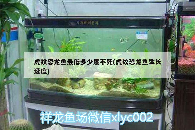 虎紋恐龍魚最低多少度不死(虎紋恐龍魚生長速度) 黃金斑馬魚