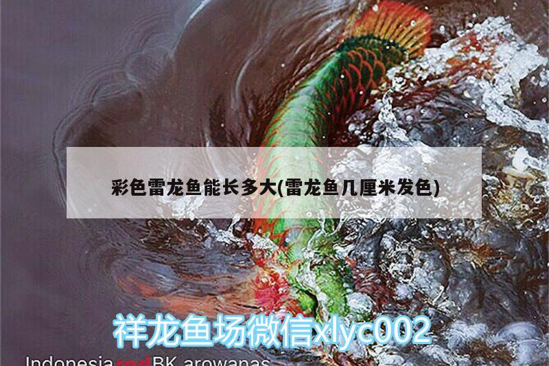 彩色雷龍魚能長(zhǎng)多大(雷龍魚幾厘米發(fā)色) 龍魚專用燈