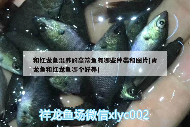 和紅龍魚(yú)混養(yǎng)的高端魚(yú)有哪些種類(lèi)和圖片(青龍魚(yú)和紅龍魚(yú)哪個(gè)好養(yǎng)) 青龍魚(yú)