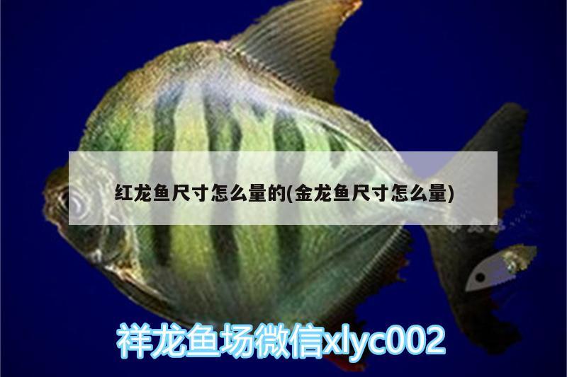 火焰變色龍魚可以混養(yǎng)嗎(火焰變色龍魚可以混養(yǎng)嗎視頻) BD魟魚 第2張