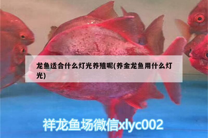 龍魚適合什么燈光養(yǎng)殖呢(養(yǎng)金龍魚用什么燈光) 賽級紅龍魚 第1張