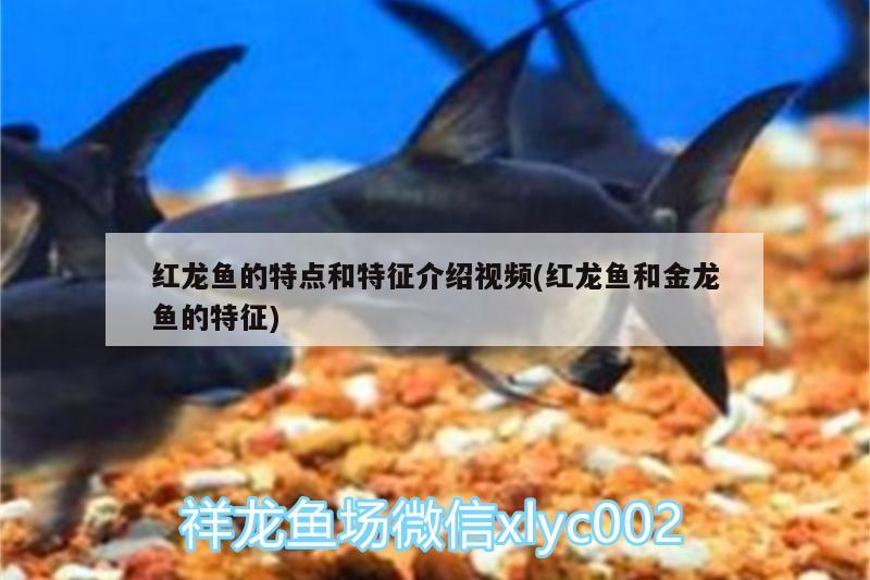 魚缸的水變渾濁后加魚樂寶 魚缸的水變渾濁后加魚樂寶可以嗎