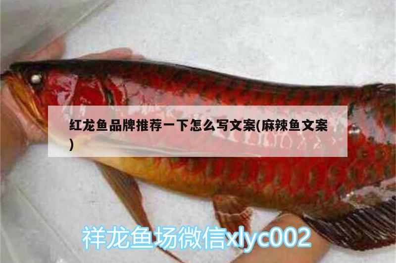 紅龍魚品牌推薦一下怎么寫文案(麻辣魚文案)