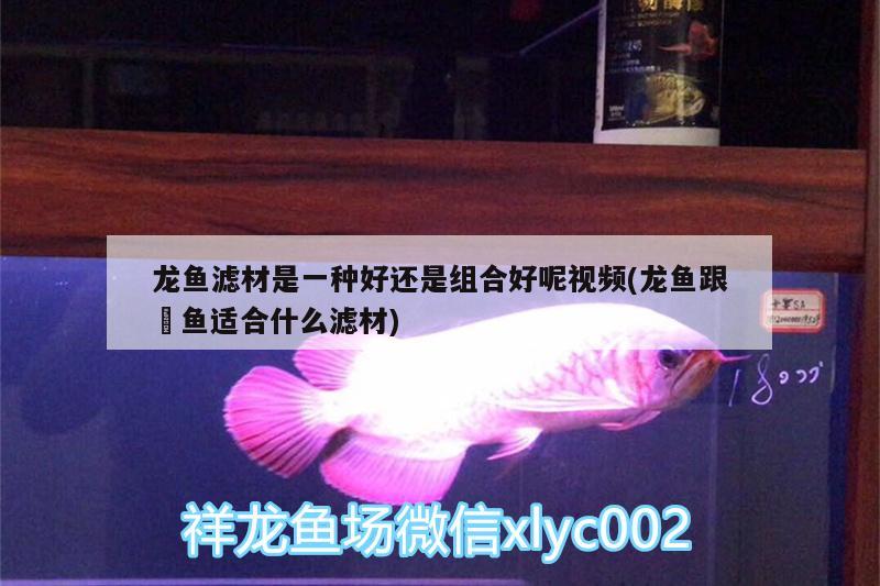 龍魚濾材是一種好還是組合好呢視頻(龍魚跟魟魚適合什么濾材) 粗線銀版魚