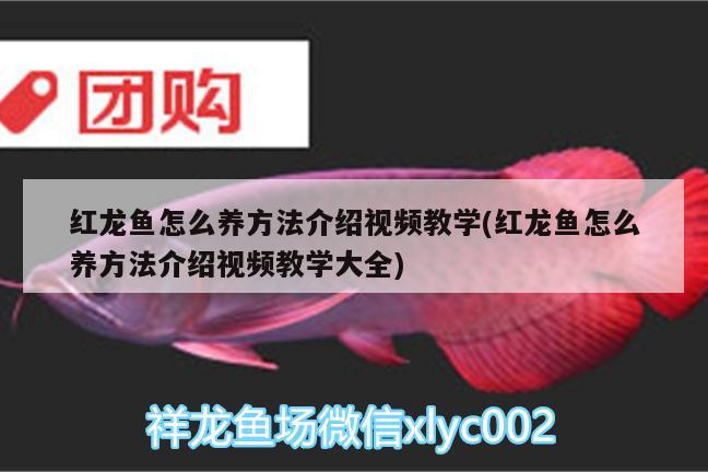 紅龍魚(yú)怎么養(yǎng)方法介紹視頻教學(xué)(紅龍魚(yú)怎么養(yǎng)方法介紹視頻教學(xué)大全) 祥龍赫舞紅龍魚(yú)