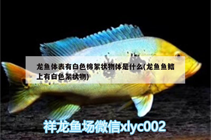 龍魚體表有白色棉絮狀物體是什么(龍魚魚鰭上有白色絮狀物) 新加坡號(hào)半紅龍魚（練手級(jí)紅龍魚）