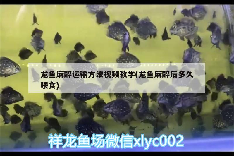 銀屏燈魚和孔雀魚能在一起養(yǎng)嗎(銀屏燈魚繁殖前兆)