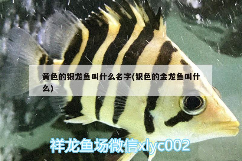 黃色的銀龍魚叫什么名字(銀色的金龍魚叫什么) 銀龍魚