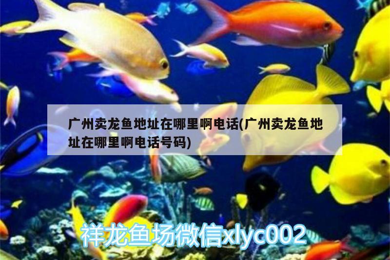 廣州賣龍魚地址在哪里啊電話(廣州賣龍魚地址在哪里啊電話號碼) 魚缸清潔用具