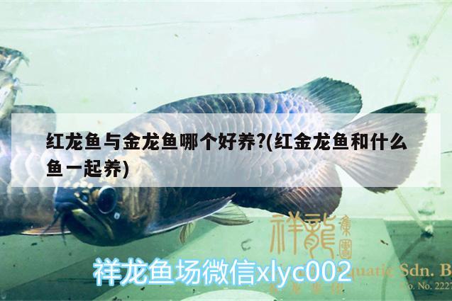 紅龍魚與金龍魚哪個好養(yǎng)?(紅金龍魚和什么魚一起養(yǎng))