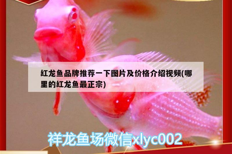 紅龍魚(yú)品牌推薦一下圖片及價(jià)格介紹視頻(哪里的紅龍魚(yú)最正宗) 薩伊藍(lán)魚(yú)