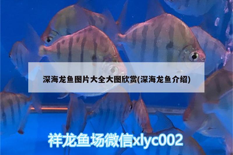 米奇魚是什么魚好養(yǎng)嗎 印尼虎苗 第2張