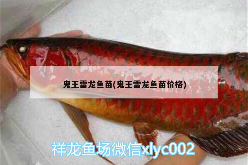 鬼王雷龍魚苗(鬼王雷龍魚苗價格) 白化火箭