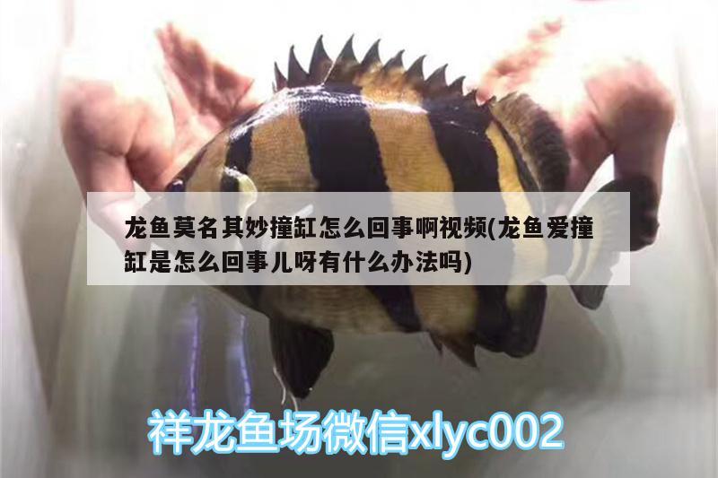 龍魚莫名其妙撞缸怎么回事啊視頻(龍魚愛撞缸是怎么回事兒呀有什么辦法嗎)