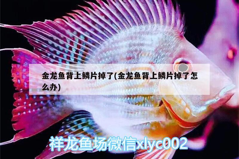 金龍魚背上鱗片掉了(金龍魚背上鱗片掉了怎么辦) 申古銀版魚