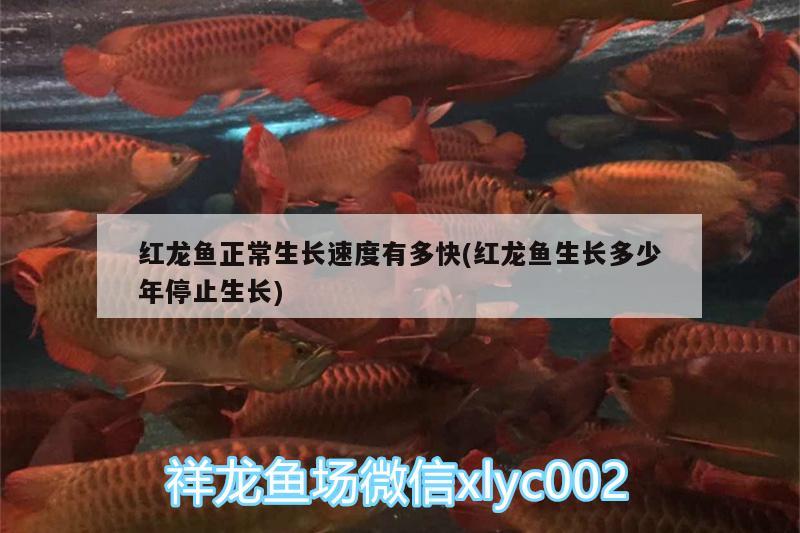 紅龍魚正常生長速度有多快(紅龍魚生長多少年停止生長) 水族品牌