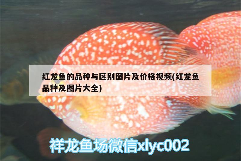 家用金魚缸哪個品牌好些 金魚缸 家用 紅龍專用魚糧飼料 第2張