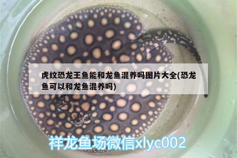 魚缸加熱棒哪個牌子好，進口魚缸加熱棒10大品牌排行榜，