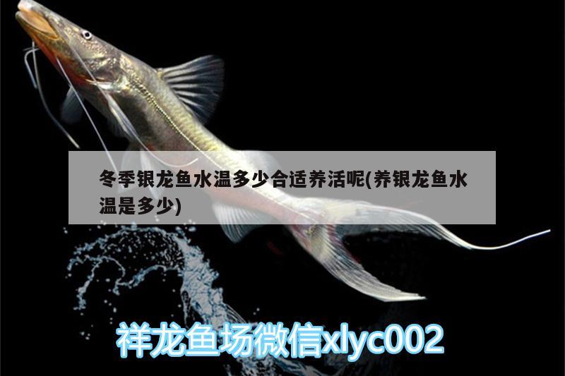 冬季銀龍魚水溫多少合適養(yǎng)活呢(養(yǎng)銀龍魚水溫是多少)