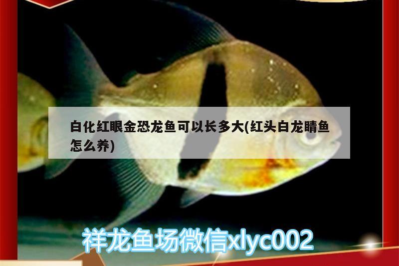 白化紅眼金恐龍魚可以長多大(紅頭白龍睛魚怎么養(yǎng)) 帝王三間魚