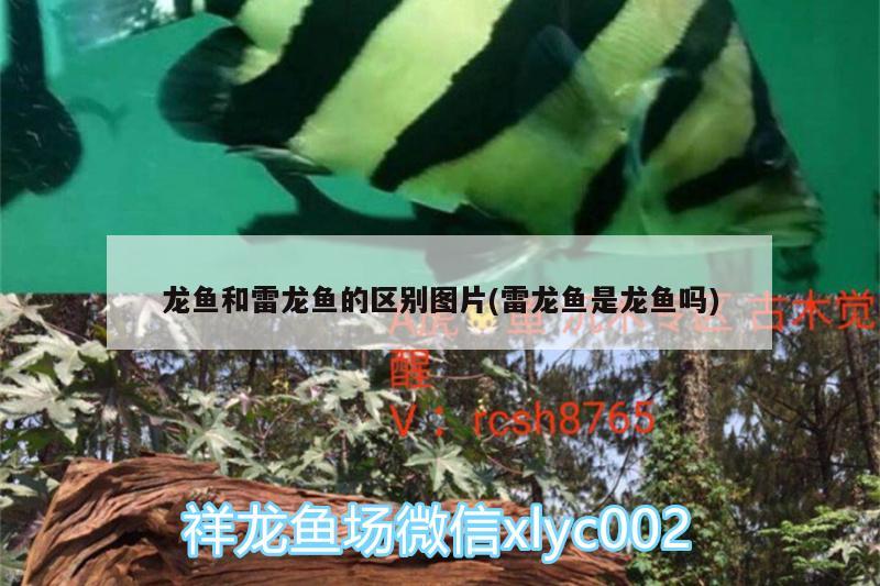 龍魚和雷龍魚的區(qū)別圖片(雷龍魚是龍魚嗎) 福虎/異型虎魚/純色虎魚