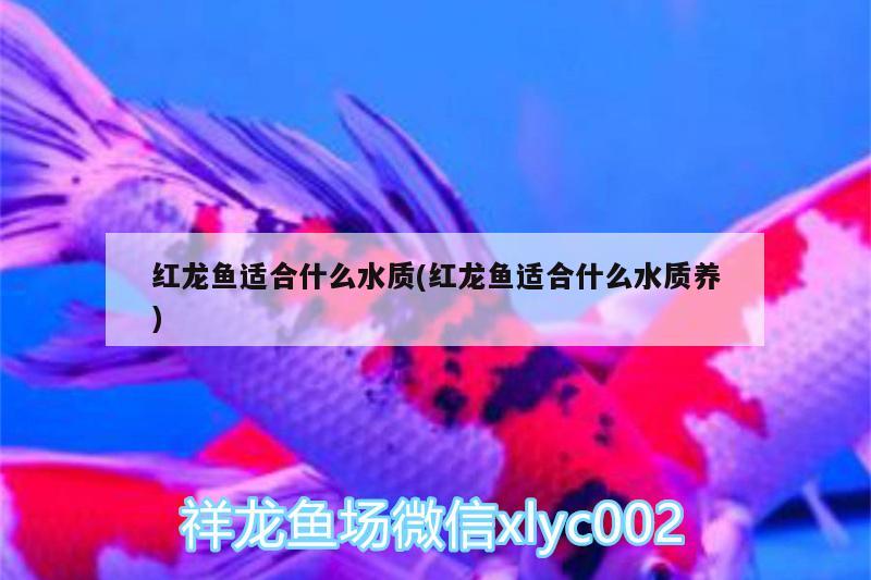 紅龍魚適合什么水質(zhì)(紅龍魚適合什么水質(zhì)養(yǎng))