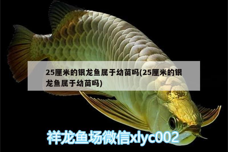 25厘米的銀龍魚屬于幼苗嗎(25厘米的銀龍魚屬于幼苗嗎) 銀龍魚