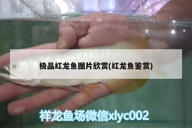 五彩麗麗是冷水魚嗎，怎樣飼養(yǎng)五彩麗麗魚 觀賞魚 第2張