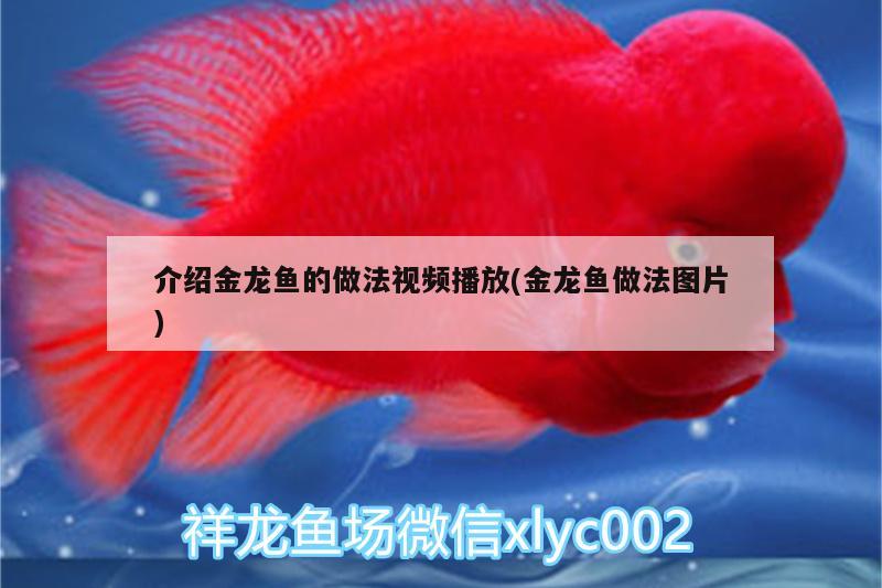 介紹金龍魚的做法視頻播放(金龍魚做法圖片)