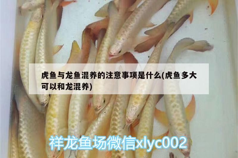 虎魚與龍魚混養(yǎng)的注意事項是什么(虎魚多大可以和龍混養(yǎng))