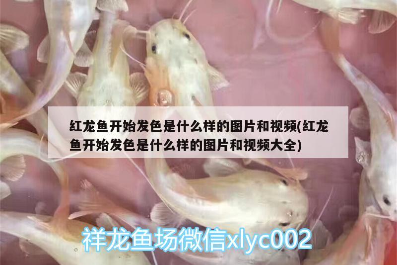 家用金魚缸哪個品牌好些 金魚缸 家用 紅龍專用魚糧飼料 第1張