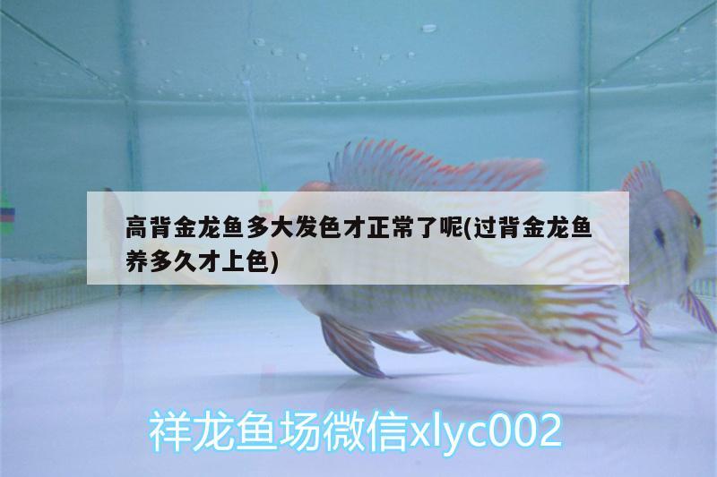 高背金龍魚多大發(fā)色才正常了呢(過背金龍魚養(yǎng)多久才上色) 高背金龍魚