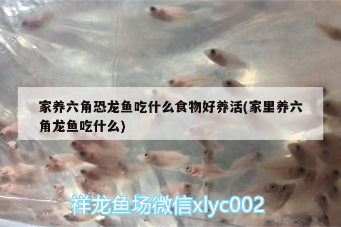 家養(yǎng)六角恐龍魚吃什么食物好養(yǎng)活(家里養(yǎng)六角龍魚吃什么) 綠皮皇冠豹魚