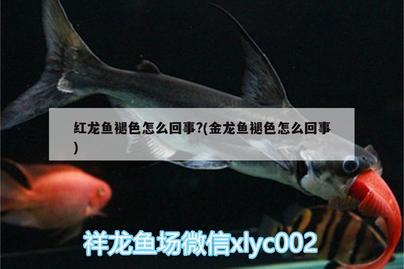 紅龍魚褪色怎么回事?(金龍魚褪色怎么回事) 圣菲埃及魚