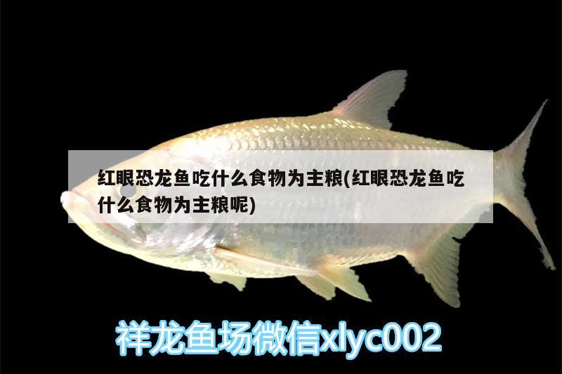 紅眼恐龍魚吃什么食物為主糧(紅眼恐龍魚吃什么食物為主糧呢) 招財(cái)戰(zhàn)船魚