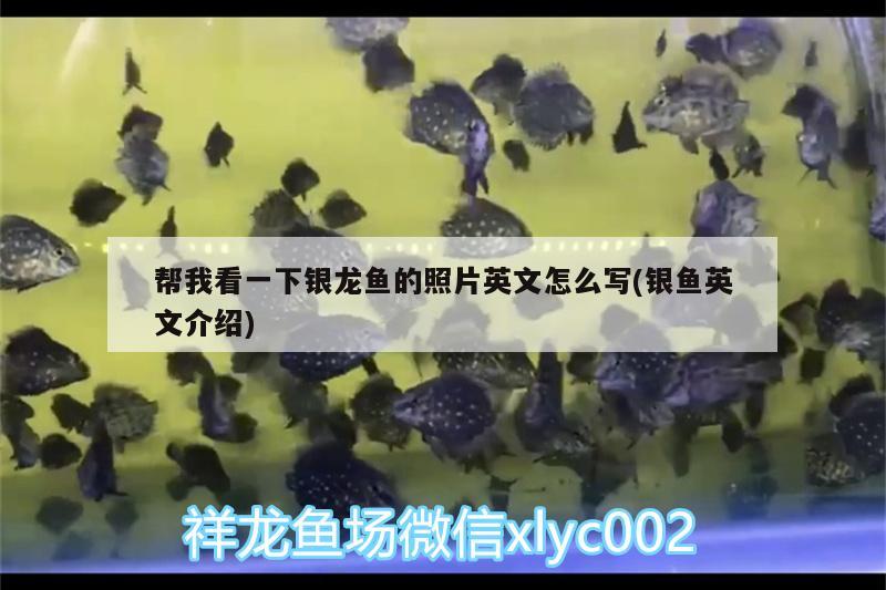 幫我看一下銀龍魚的照片英文怎么寫(銀魚英文介紹) 銀龍魚百科