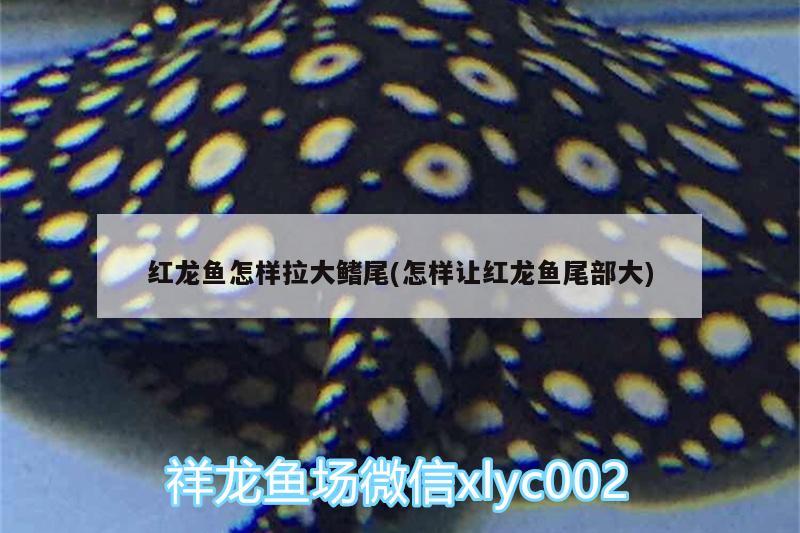 底濾魚缸怎么換水換水有什么注意事項 魚缸水泵 第2張