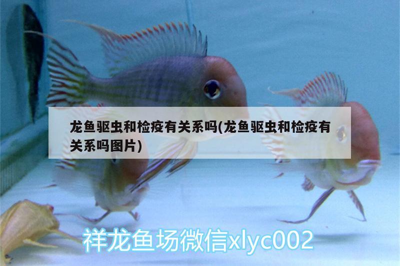 龍魚驅(qū)蟲和檢疫有關系嗎(龍魚驅(qū)蟲和檢疫有關系嗎圖片) 斑馬鴨嘴魚