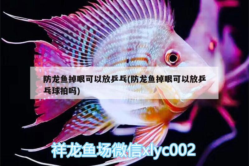 防龍魚掉眼可以放乒乓(防龍魚掉眼可以放乒乓球拍嗎) 金龍魚糧