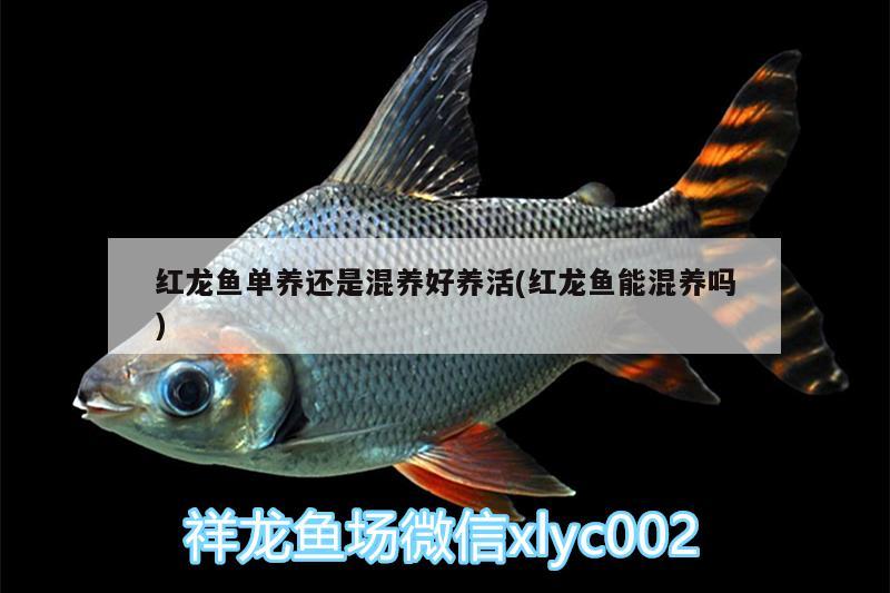 紅龍魚(yú)單養(yǎng)還是混養(yǎng)好養(yǎng)活(紅龍魚(yú)能混養(yǎng)嗎)