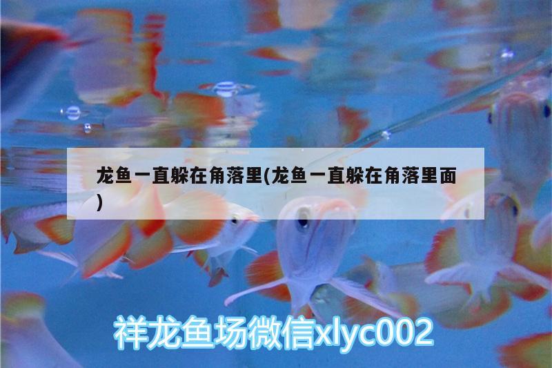 龍魚一直躲在角落里(龍魚一直躲在角落里面)