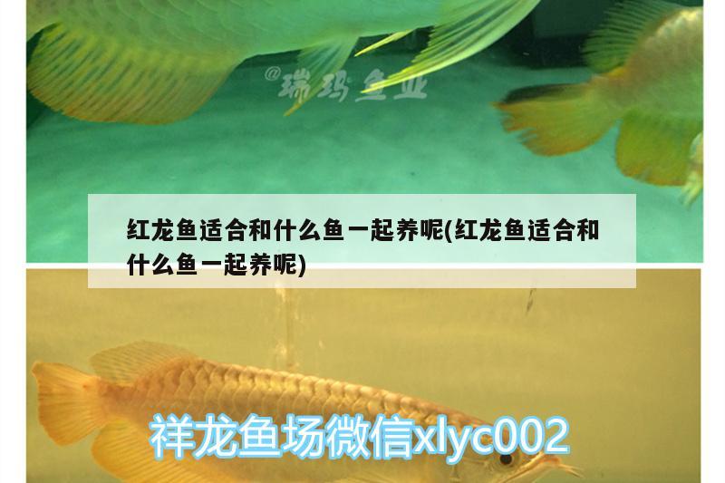 紅龍魚適合和什么魚一起養(yǎng)呢(紅龍魚適合和什么魚一起養(yǎng)呢) 大正錦鯉魚