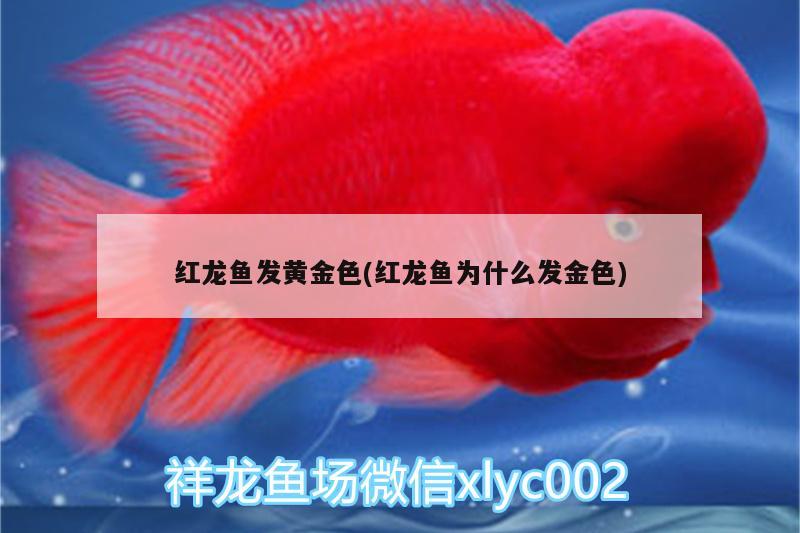 紅龍魚發(fā)黃金色(紅龍魚為什么發(fā)金色)