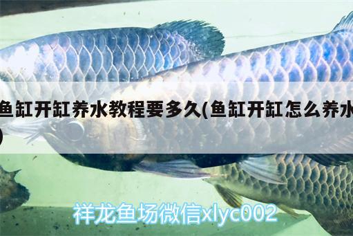 招財(cái)龍魚能長多大：招財(cái)龍魚能長多大圖片 廣州水族批發(fā)市場 第1張