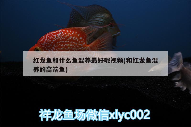 紅龍魚和什么魚混養(yǎng)最好呢視頻(和紅龍魚混養(yǎng)的高端魚) 白子關(guān)刀魚苗