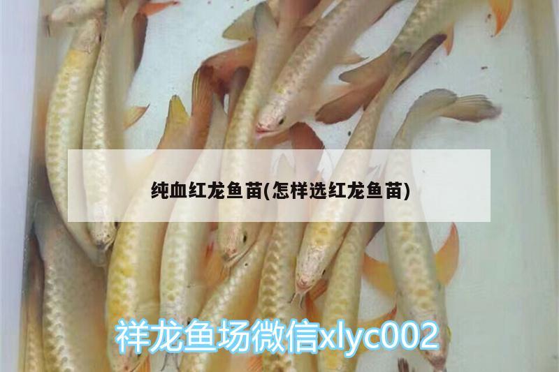 純血紅龍魚苗(怎樣選紅龍魚苗) 龍鳳鯉魚