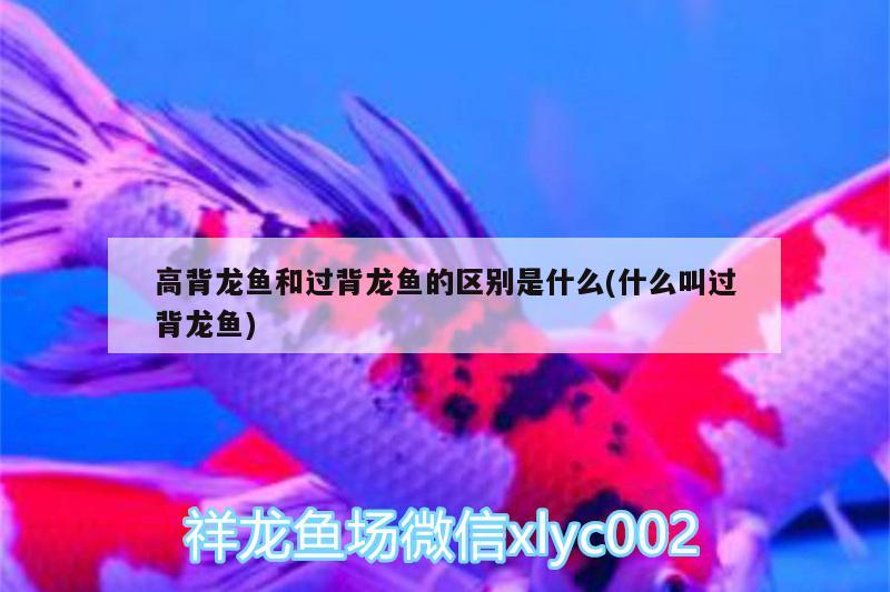 高背龍魚和過背龍魚的區(qū)別是什么(什么叫過背龍魚) 水族世界