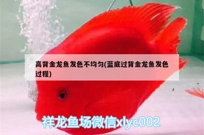 高背金龍魚發(fā)色不均勻(藍(lán)底過背金龍魚發(fā)色過程) 高背金龍魚