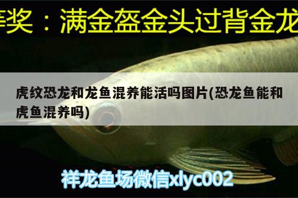 虎紋恐龍和龍魚混養(yǎng)能活嗎圖片(恐龍魚能和虎魚混養(yǎng)嗎)