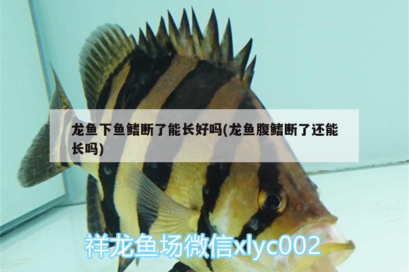 龍魚(yú)下魚(yú)鰭斷了能長(zhǎng)好嗎(龍魚(yú)腹鰭斷了還能長(zhǎng)嗎) 龍魚(yú)批發(fā)